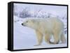 Polar Bear (Ursus Maritimus), Churchill, Hudson Bay, Manitoba, Canada-Thorsten Milse-Framed Stretched Canvas