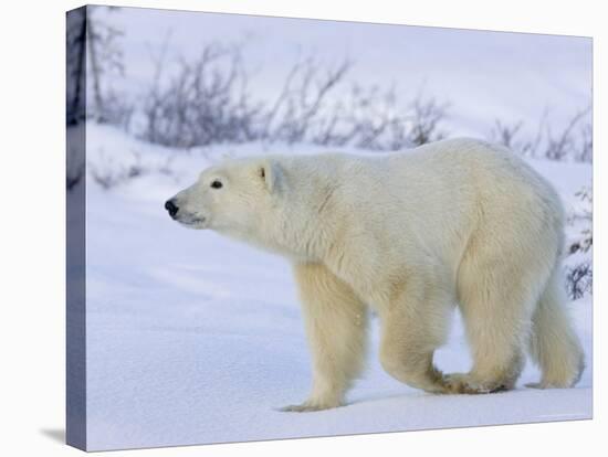 Polar Bear (Ursus Maritimus), Churchill, Hudson Bay, Manitoba, Canada-Thorsten Milse-Stretched Canvas