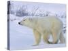 Polar Bear (Ursus Maritimus), Churchill, Hudson Bay, Manitoba, Canada-Thorsten Milse-Stretched Canvas