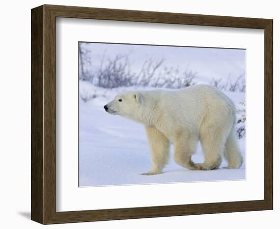 Polar Bear (Ursus Maritimus), Churchill, Hudson Bay, Manitoba, Canada-Thorsten Milse-Framed Photographic Print