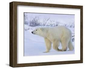 Polar Bear (Ursus Maritimus), Churchill, Hudson Bay, Manitoba, Canada-Thorsten Milse-Framed Photographic Print