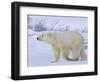 Polar Bear (Ursus Maritimus), Churchill, Hudson Bay, Manitoba, Canada-Thorsten Milse-Framed Photographic Print