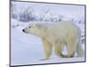 Polar Bear (Ursus Maritimus), Churchill, Hudson Bay, Manitoba, Canada-Thorsten Milse-Mounted Photographic Print