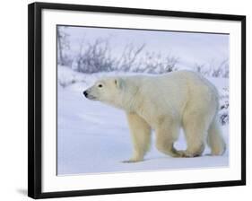 Polar Bear (Ursus Maritimus), Churchill, Hudson Bay, Manitoba, Canada-Thorsten Milse-Framed Photographic Print