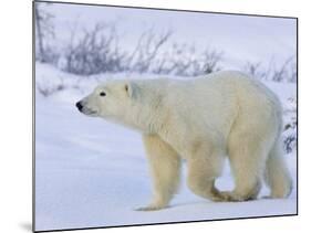 Polar Bear (Ursus Maritimus), Churchill, Hudson Bay, Manitoba, Canada-Thorsten Milse-Mounted Photographic Print