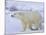 Polar Bear (Ursus Maritimus), Churchill, Hudson Bay, Manitoba, Canada-Thorsten Milse-Mounted Photographic Print