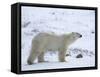 Polar Bear, Ursus Maritimus, Churchill, Manitoba, Canada-Thorsten Milse-Framed Stretched Canvas