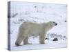 Polar Bear, Ursus Maritimus, Churchill, Manitoba, Canada-Thorsten Milse-Stretched Canvas