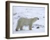 Polar Bear, Ursus Maritimus, Churchill, Manitoba, Canada-Thorsten Milse-Framed Photographic Print