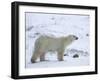 Polar Bear, Ursus Maritimus, Churchill, Manitoba, Canada-Thorsten Milse-Framed Photographic Print