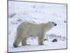 Polar Bear, Ursus Maritimus, Churchill, Manitoba, Canada-Thorsten Milse-Mounted Photographic Print