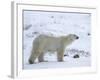 Polar Bear, Ursus Maritimus, Churchill, Manitoba, Canada-Thorsten Milse-Framed Photographic Print