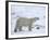 Polar Bear, Ursus Maritimus, Churchill, Manitoba, Canada-Thorsten Milse-Framed Photographic Print