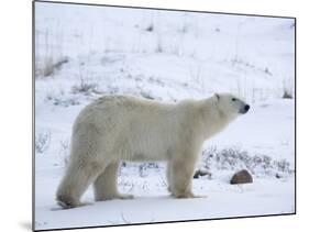 Polar Bear, Ursus Maritimus, Churchill, Manitoba, Canada-Thorsten Milse-Mounted Photographic Print