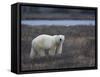 Polar Bear, Ursus Maritimus, Churchill, Manitoba, Canada-Thorsten Milse-Framed Stretched Canvas