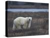 Polar Bear, Ursus Maritimus, Churchill, Manitoba, Canada-Thorsten Milse-Stretched Canvas