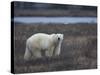 Polar Bear, Ursus Maritimus, Churchill, Manitoba, Canada-Thorsten Milse-Stretched Canvas