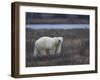 Polar Bear, Ursus Maritimus, Churchill, Manitoba, Canada-Thorsten Milse-Framed Photographic Print