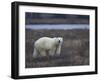 Polar Bear, Ursus Maritimus, Churchill, Manitoba, Canada-Thorsten Milse-Framed Photographic Print