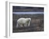 Polar Bear, Ursus Maritimus, Churchill, Manitoba, Canada-Thorsten Milse-Framed Photographic Print