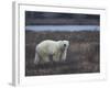 Polar Bear, Ursus Maritimus, Churchill, Manitoba, Canada-Thorsten Milse-Framed Photographic Print