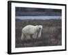 Polar Bear, Ursus Maritimus, Churchill, Manitoba, Canada-Thorsten Milse-Framed Photographic Print