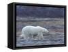 Polar Bear, Ursus Maritimus, Churchill, Manitoba, Canada-Thorsten Milse-Framed Stretched Canvas