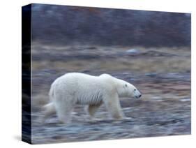 Polar Bear, Ursus Maritimus, Churchill, Manitoba, Canada-Thorsten Milse-Stretched Canvas