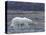 Polar Bear, Ursus Maritimus, Churchill, Manitoba, Canada-Thorsten Milse-Stretched Canvas