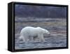 Polar Bear, Ursus Maritimus, Churchill, Manitoba, Canada-Thorsten Milse-Framed Stretched Canvas