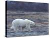 Polar Bear, Ursus Maritimus, Churchill, Manitoba, Canada-Thorsten Milse-Stretched Canvas