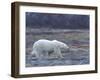 Polar Bear, Ursus Maritimus, Churchill, Manitoba, Canada-Thorsten Milse-Framed Premium Photographic Print