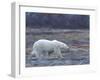 Polar Bear, Ursus Maritimus, Churchill, Manitoba, Canada-Thorsten Milse-Framed Premium Photographic Print