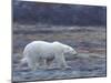 Polar Bear, Ursus Maritimus, Churchill, Manitoba, Canada-Thorsten Milse-Mounted Premium Photographic Print