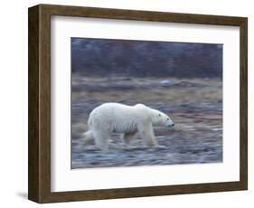 Polar Bear, Ursus Maritimus, Churchill, Manitoba, Canada-Thorsten Milse-Framed Photographic Print