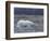 Polar Bear, Ursus Maritimus, Churchill, Manitoba, Canada-Thorsten Milse-Framed Photographic Print