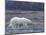 Polar Bear, Ursus Maritimus, Churchill, Manitoba, Canada-Thorsten Milse-Mounted Photographic Print