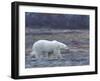 Polar Bear, Ursus Maritimus, Churchill, Manitoba, Canada-Thorsten Milse-Framed Photographic Print