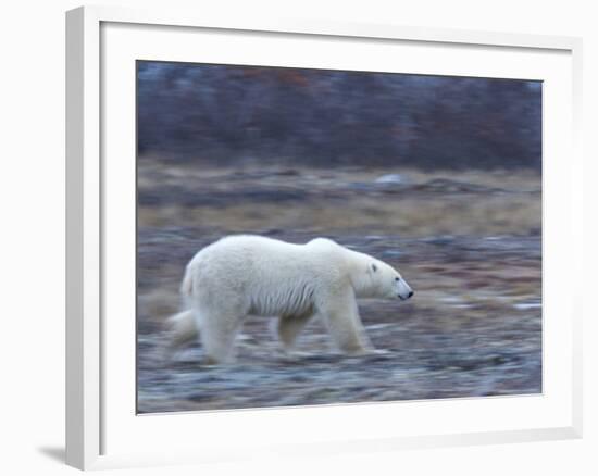 Polar Bear, Ursus Maritimus, Churchill, Manitoba, Canada-Thorsten Milse-Framed Photographic Print