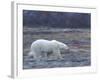 Polar Bear, Ursus Maritimus, Churchill, Manitoba, Canada-Thorsten Milse-Framed Photographic Print