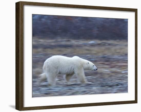 Polar Bear, Ursus Maritimus, Churchill, Manitoba, Canada-Thorsten Milse-Framed Photographic Print