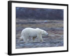 Polar Bear, Ursus Maritimus, Churchill, Manitoba, Canada-Thorsten Milse-Framed Photographic Print