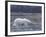 Polar Bear, Ursus Maritimus, Churchill, Manitoba, Canada-Thorsten Milse-Framed Photographic Print