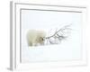 Polar Bear (Ursus Maritimus) Cub Playing with Branch,Churchill, Canada, November-Danny Green-Framed Photographic Print