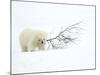 Polar Bear (Ursus Maritimus) Cub Playing with Branch,Churchill, Canada, November-Danny Green-Mounted Photographic Print
