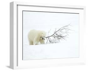 Polar Bear (Ursus Maritimus) Cub Playing with Branch,Churchill, Canada, November-Danny Green-Framed Photographic Print