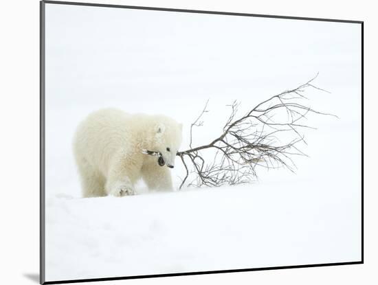 Polar Bear (Ursus Maritimus) Cub Playing with Branch,Churchill, Canada, November-Danny Green-Mounted Photographic Print