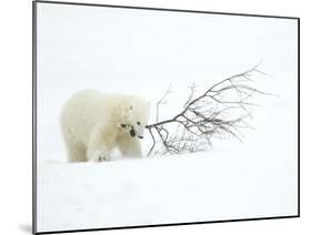 Polar Bear (Ursus Maritimus) Cub Playing with Branch,Churchill, Canada, November-Danny Green-Mounted Photographic Print