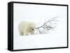 Polar Bear (Ursus Maritimus) Cub Playing with Branch,Churchill, Canada, November-Danny Green-Framed Stretched Canvas