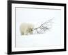 Polar Bear (Ursus Maritimus) Cub Playing with Branch,Churchill, Canada, November-Danny Green-Framed Photographic Print